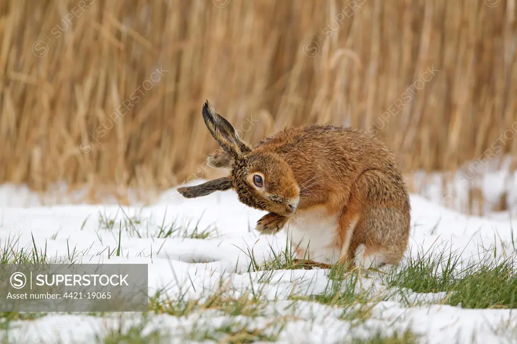 European Hare (Lepus europaeus) adult, scratching between ears with fore foot, sitting on snow in field, Suffolk, England, february