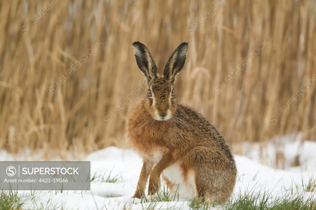 European Hare (Lepus europaeus) adult, alert, sitting on snow in field, Suffolk, England, february