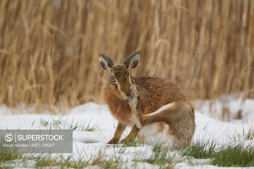 European Hare (Lepus europaeus) adult, scratching nose with hind foot, sitting on snow in field, Suffolk, England, february