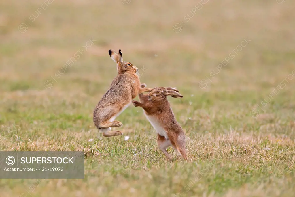 European Hare (Lepus europaeus) adult pair, 'boxing', female fighting off male in field, with fur being pulled out, Suffolk, England, february
