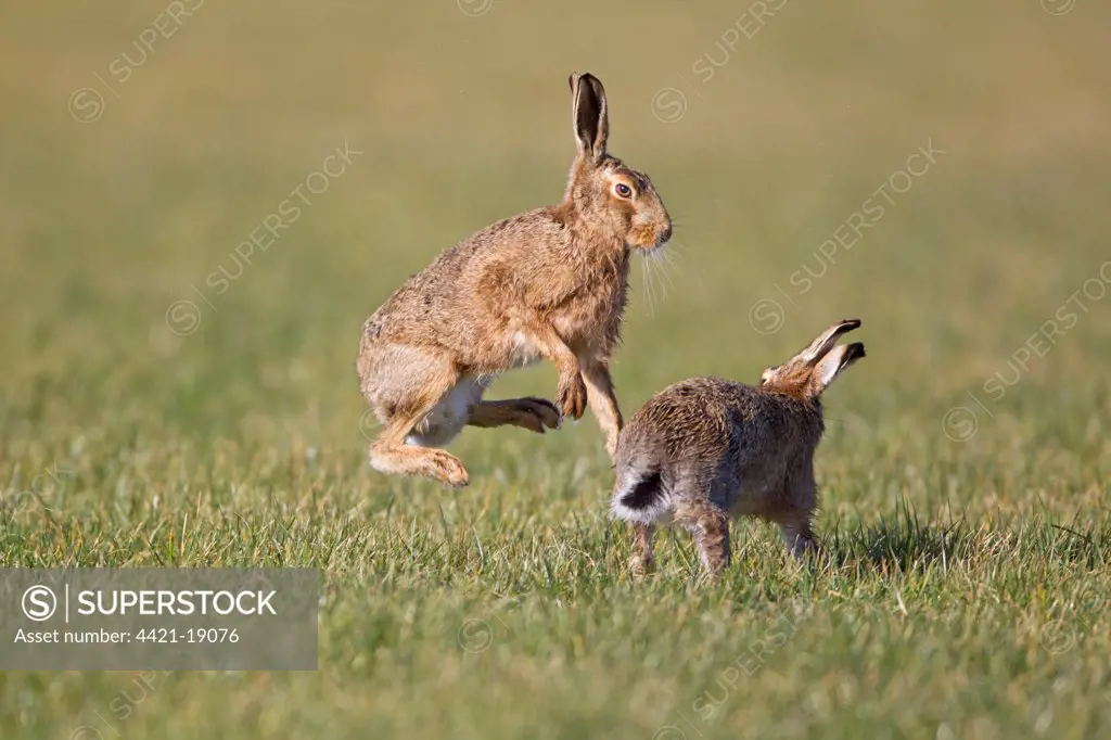 European Hare (Lepus europaeus) adult pair, 'boxing', female fighting off male in field, Suffolk, England, february