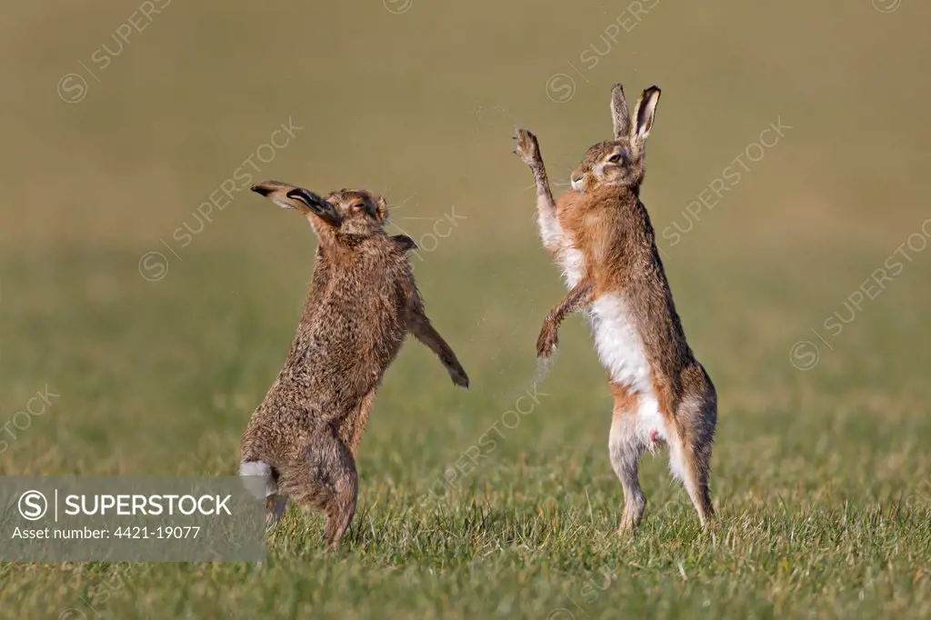 European Hare (Lepus europaeus) adult pair, 'boxing', female fighting off male in field, Suffolk, England, february