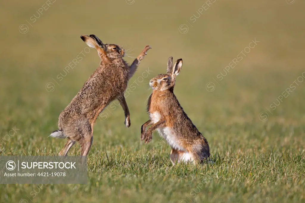 European Hare (Lepus europaeus) adult pair, 'boxing', female fighting off male in field, Suffolk, England, february