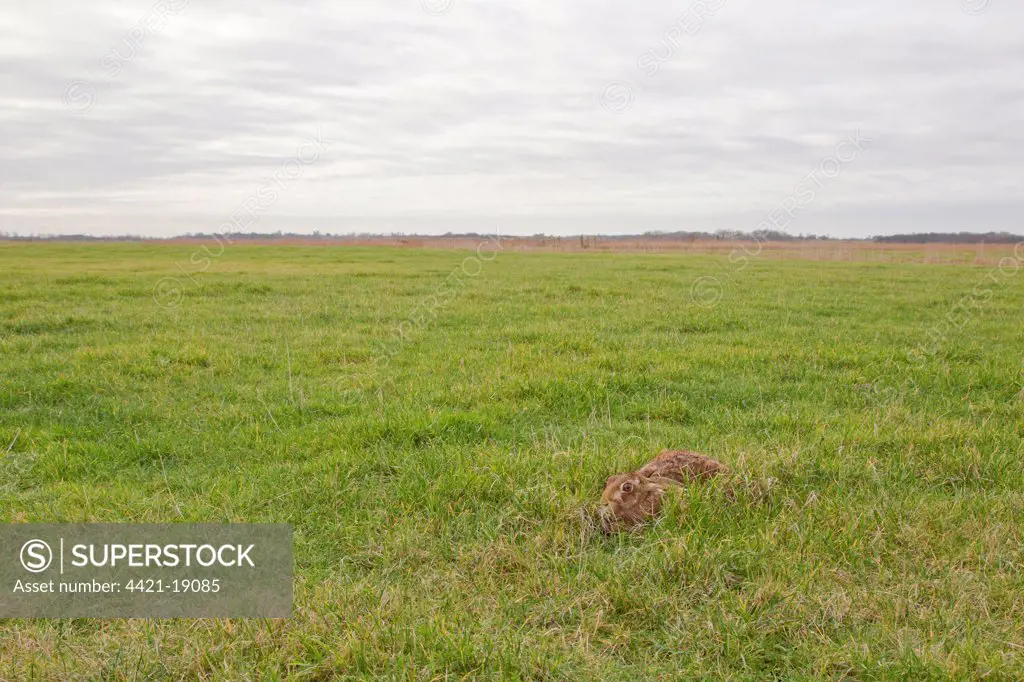 European Hare (Lepus europaeus) adult, resting in form in grass field habitat, Suffolk, England, january