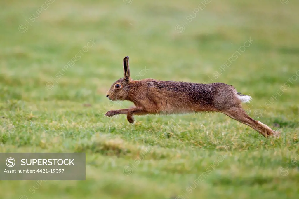 European Hare (Lepus europaeus) adult male, running, chasing rival male, Suffolk, England, march