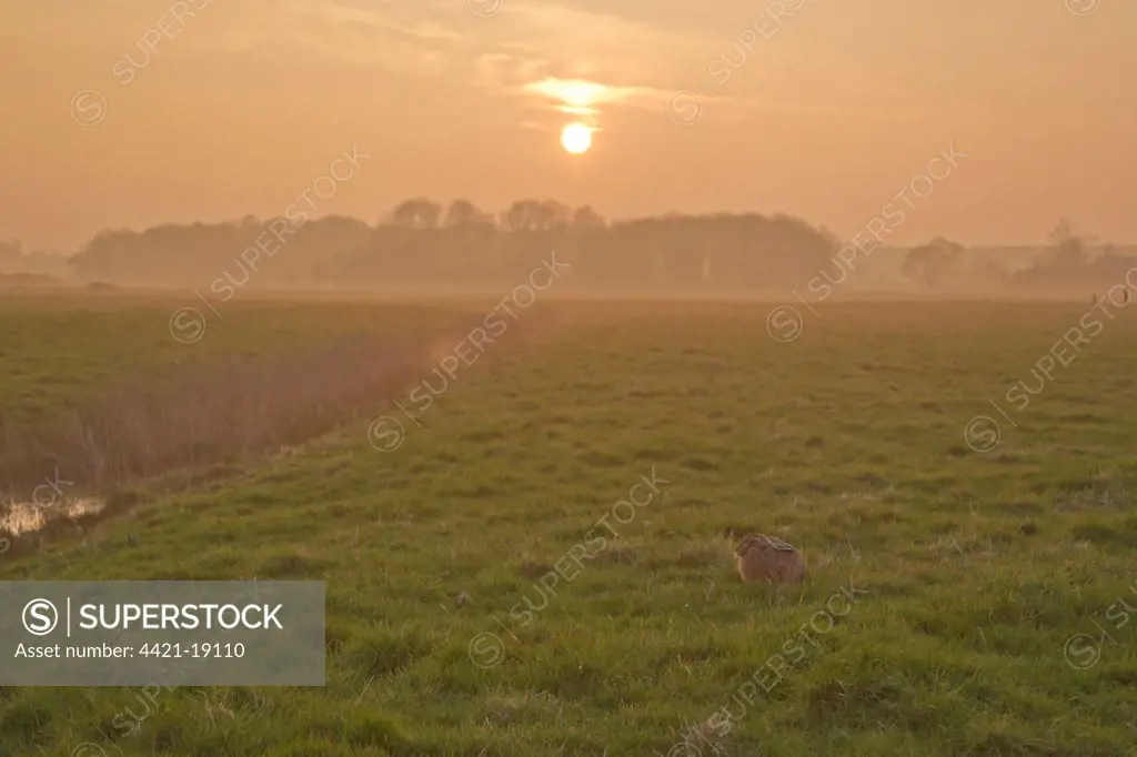 European Hare (Lepus europaeus) adult, sitting on grass in field habitat at sunset, Suffolk, England, march