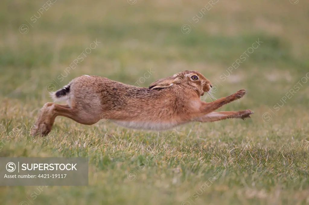 European Hare (Lepus europaeus) adult male, running to chase away rival male from female, Suffolk, England, february