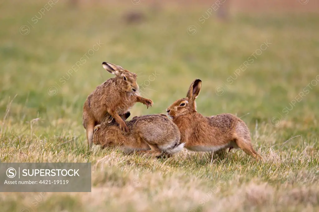 European Hare (Lepus europaeus) three adults, 'boxing', one female fighting off two males, Suffolk, England, february