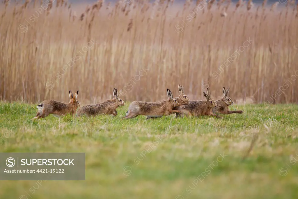 European Hare (Lepus europaeus) six adults, running, five males chasing one female, Suffolk, England, february