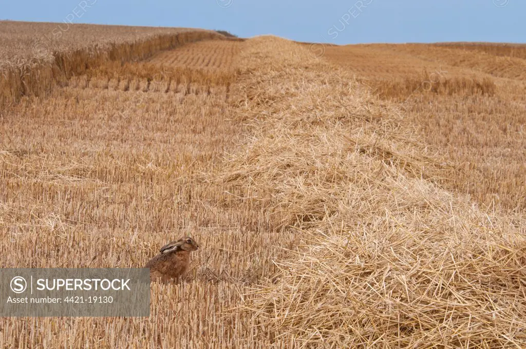European Hare (Lepus europaeus) adult, sitting in wheat field during harvest, Isle of Sheppey, Kent, England, august