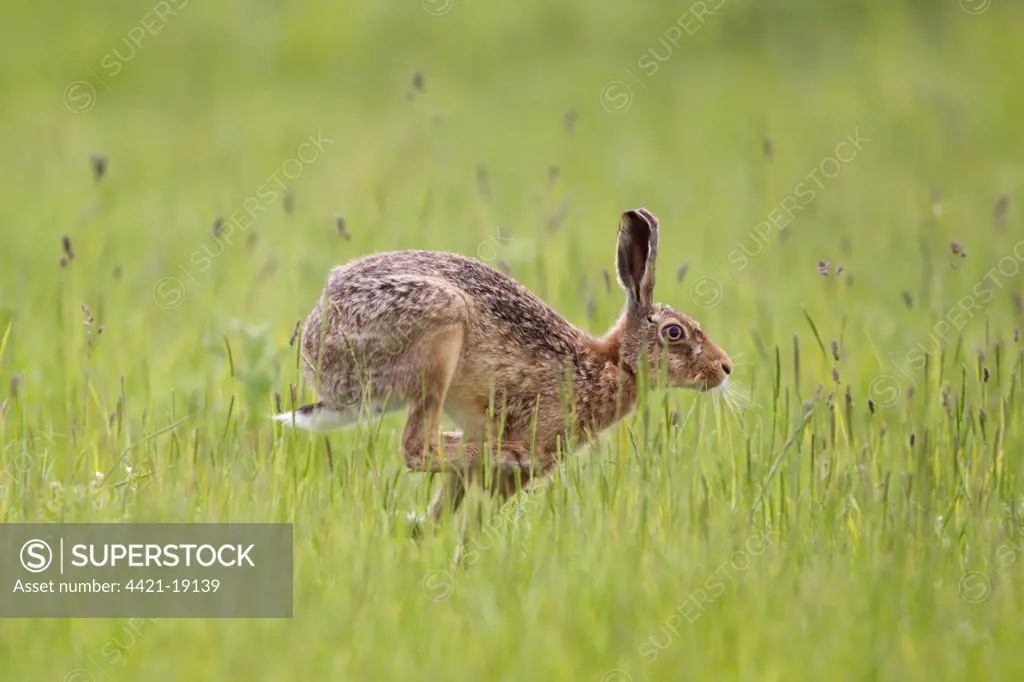 European Hare (Lepus europaeus) adult male, running in grass field, Suffolk, England, may