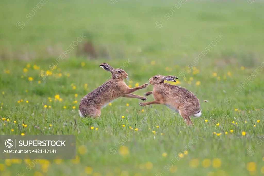 European Hare (Lepus europaeus) adult pair, 'boxing', female fighting off male, in field with Marsh Marigold (Caltha palustris) flowers, Suffolk, England, april