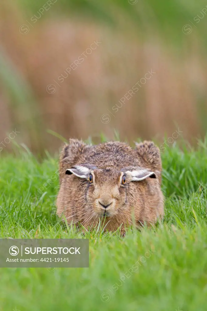 European Hare (Lepus europaeus) adult, crouching in grass field, Suffolk, England, may