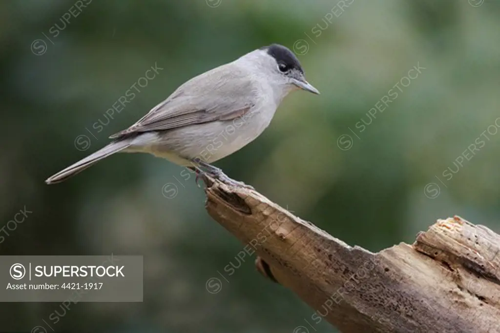 Blackcap (Sylvia atricapilla) adult male, perched on log in garden, Leicestershire, England, february