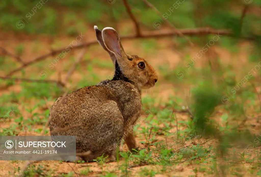 Indian Hare (Lepus nigricollis) adult, sitting under bush, Yala N.P., Sri Lanka, december