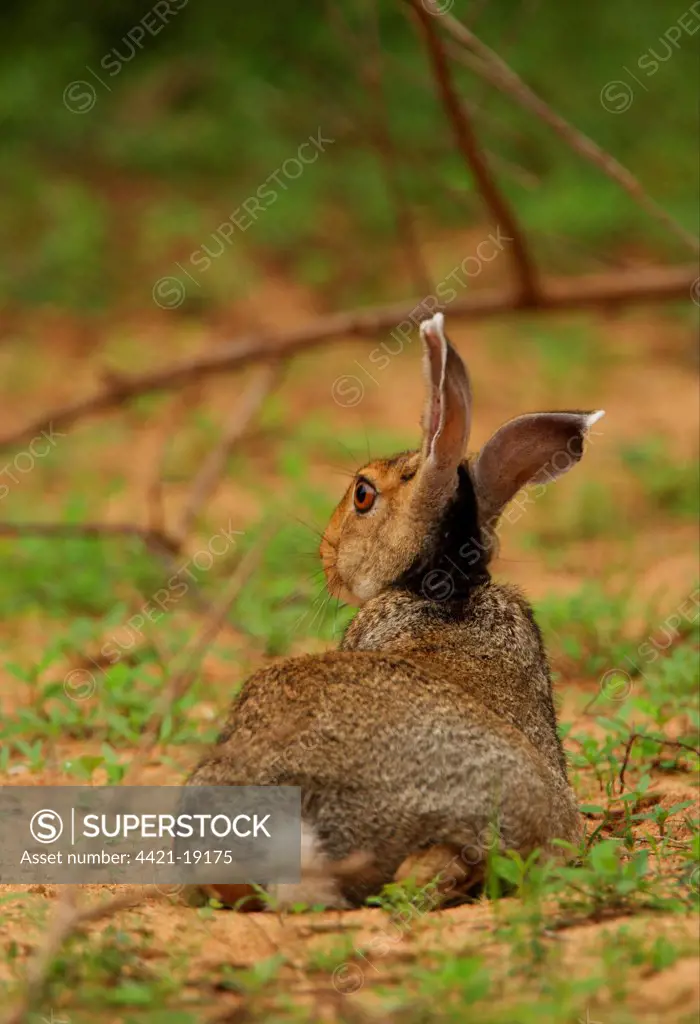 Indian Hare (Lepus nigricollis) adult, resting under bush, Yala N.P., Sri Lanka, december