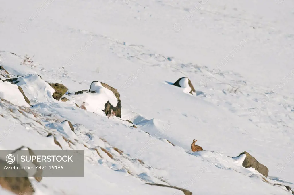 Mountain Hare (Lepus timidus) adults, winter coat, and European Hare (Lepus europaeus) on moorland in snow, Peak District, Derbyshire, England, winter