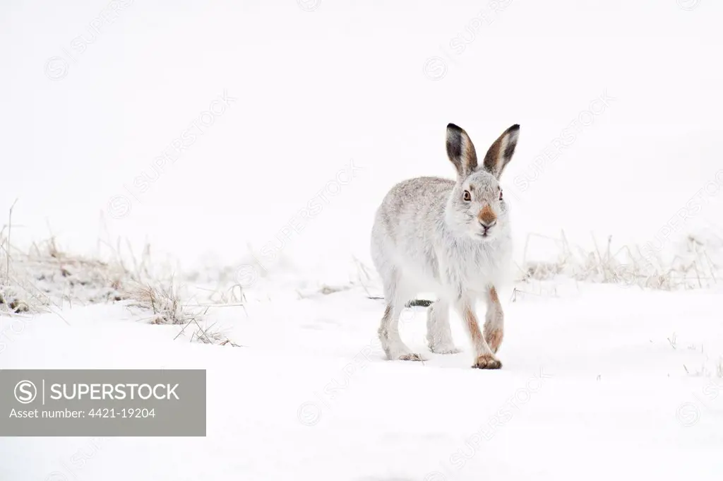 Mountain Hare (Lepus timidus) adult, winter coat, walking on moorland in snow, Peak District, Derbyshire, England, winter