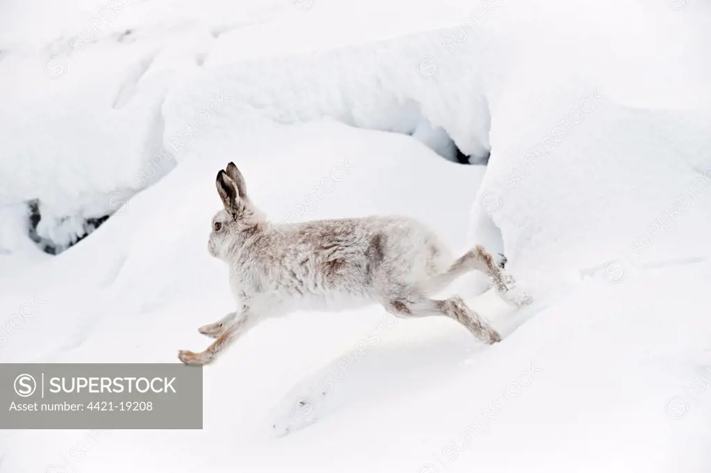 Mountain Hare (Lepus timidus) adult, winter coat, running on moorland in snow, Peak District, Derbyshire, England, winter