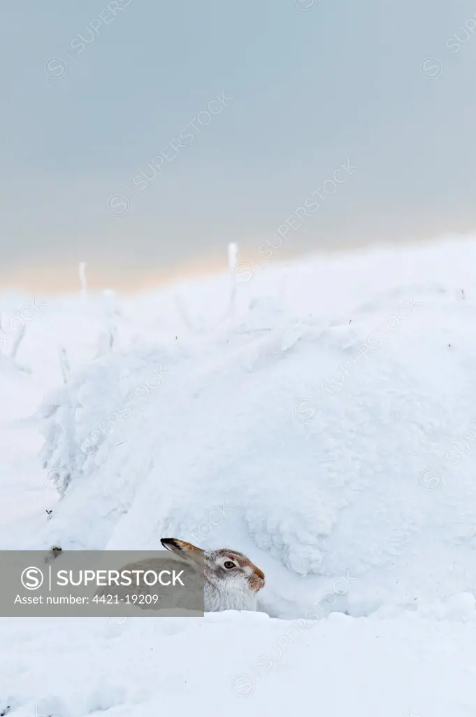 Mountain Hare (Lepus timidus) adult, winter coat, sitting on moorland in snow, Peak District, Derbyshire, England, winter