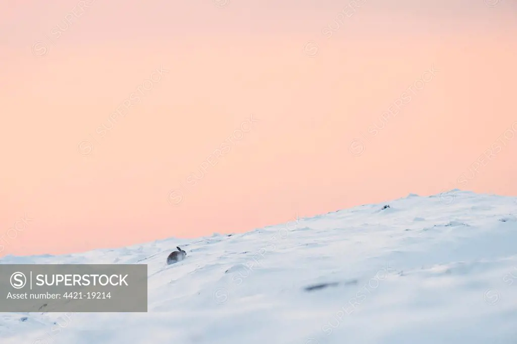 Mountain Hare (Lepus timidus) adult, winter coat, sitting on moorland habitat in snow, Peak District, Derbyshire, England, winter