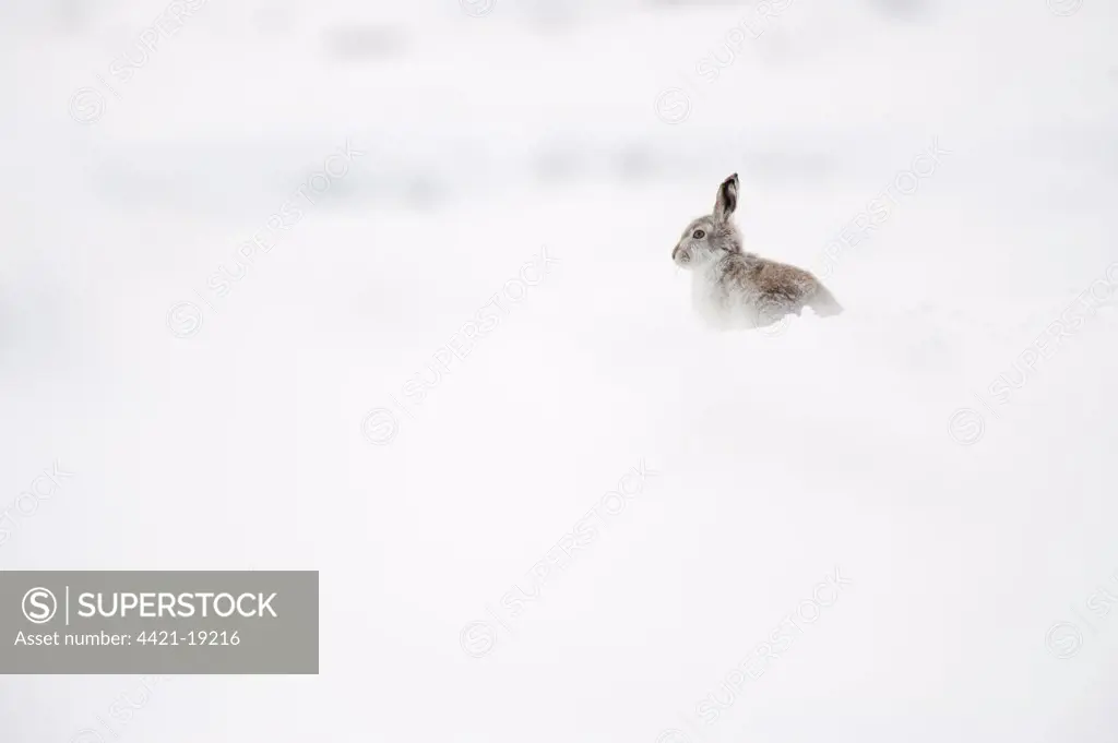 Mountain Hare (Lepus timidus) adult, winter coat, sitting on moorland in snow, Peak District, Derbyshire, England, winter