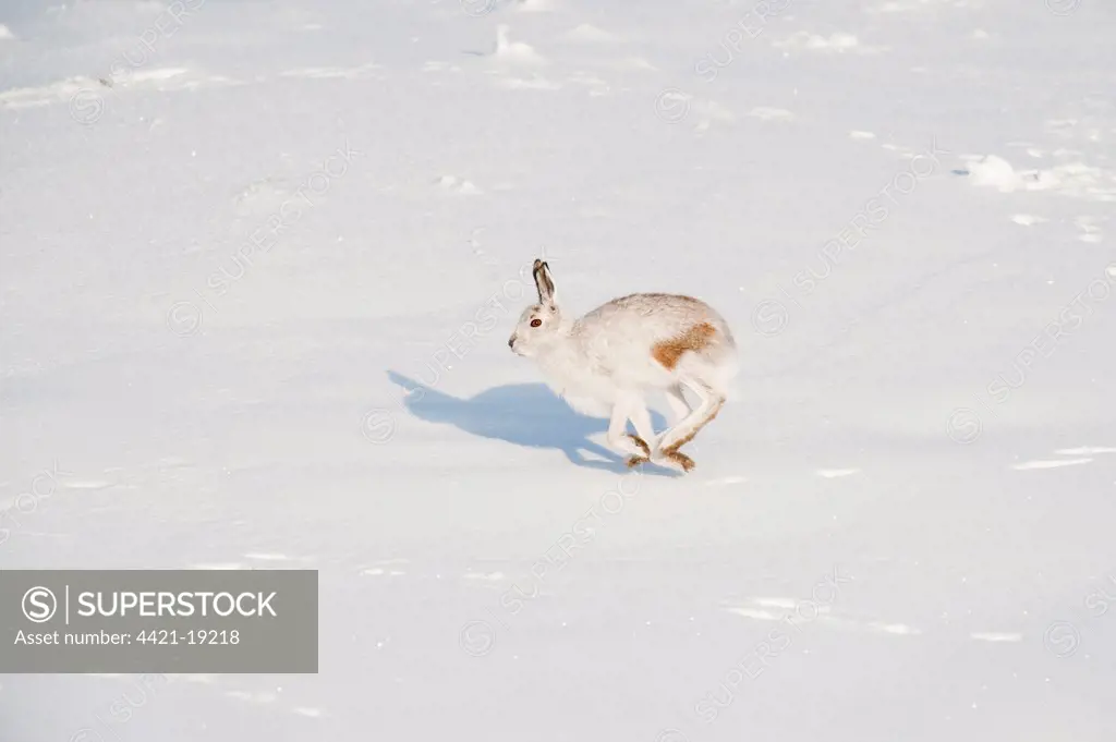 Mountain Hare (Lepus timidus) adult, winter coat, running on moorland in snow, Peak District, Derbyshire, England, winter