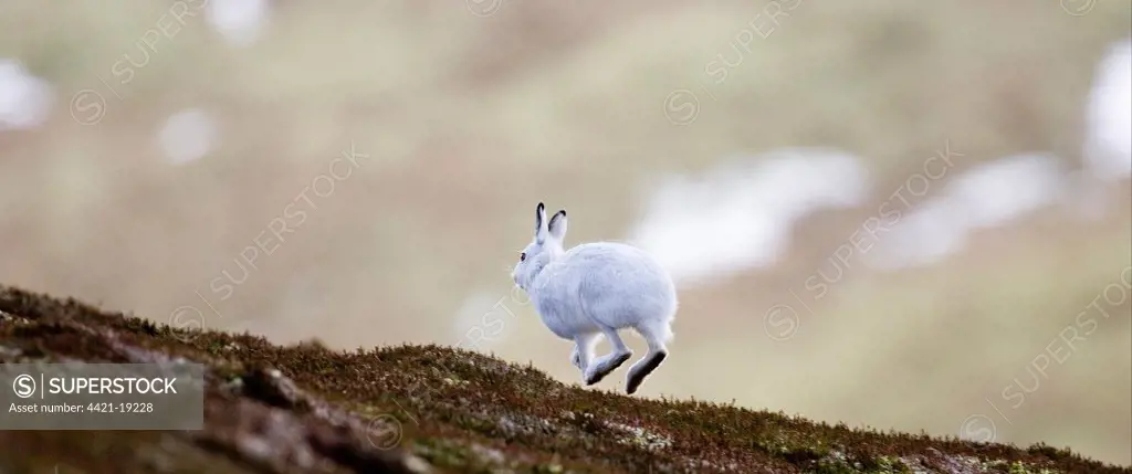 Mountain Hare (Lepus timidus) adult, white winter coat, running on hillside, Cairngorm N.P., Highlands, Scotland, winter