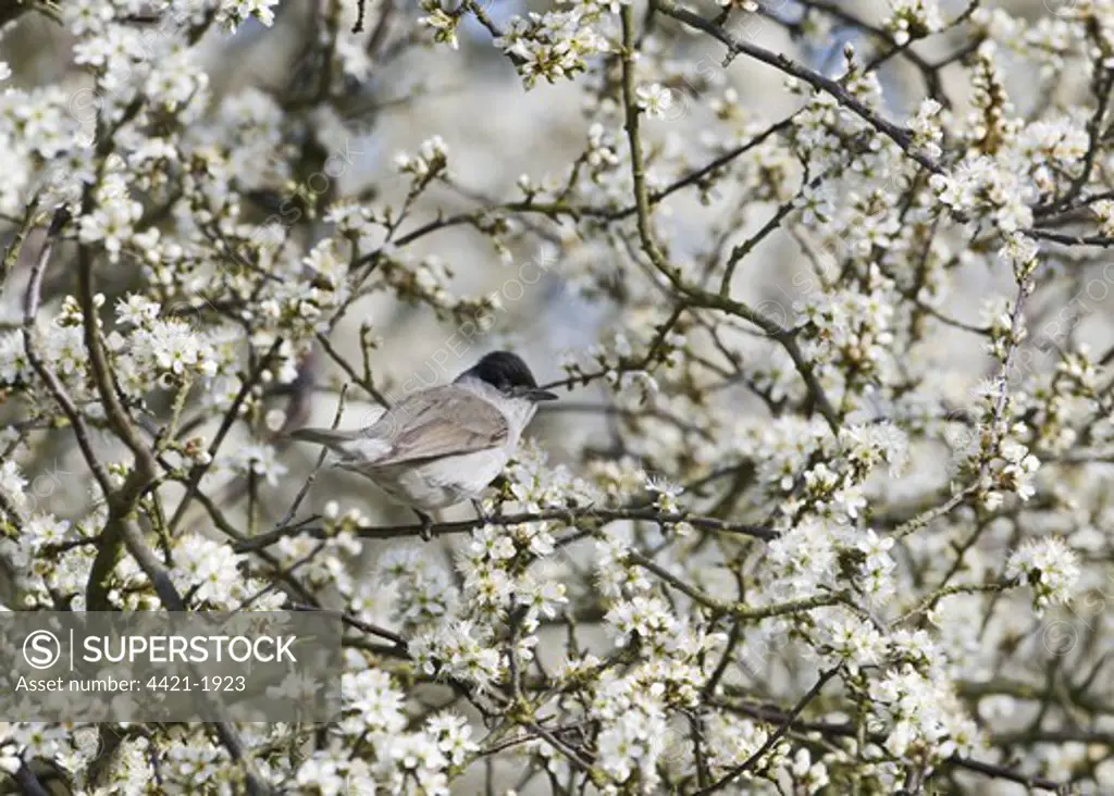 Blackcap (Sylvia atricapilla) adult male, perched in flowering Blackthorn (Prunus spinosa), Norfolk, England, april