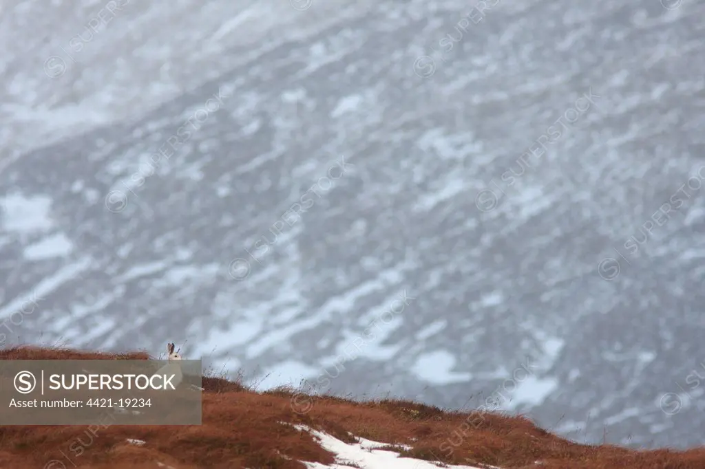 Mountain Hare (Lepus timidus) adult, white winter coat, sitting in snow covered upland habitat, Strathspey, Cairngorm N.P., Highlands, Scotland, december