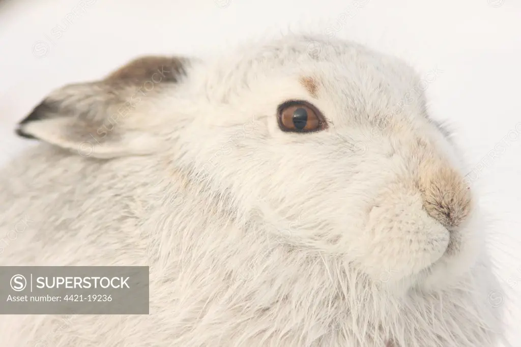 Mountain Hare (Lepus timidus) adult, white winter coat, close-up of head, in snow, Strathspey, Cairngorm N.P., Highlands, Scotland, december