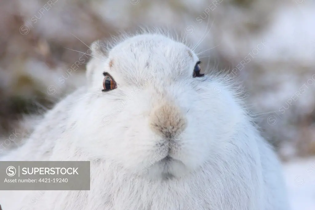 Mountain Hare (Lepus timidus) adult, white winter coat, close-up of head, in snow, Strathspey, Cairngorm N.P., Highlands, Scotland, december