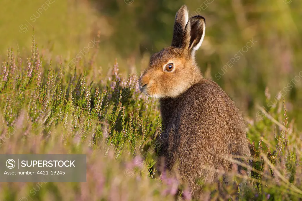 Mountain Hare (Lepus timidus) young, summer coat, looking back over shoulder, sitting amongst flowering heather, Lammermuir Hills, Scottish Borders, Scotland, july