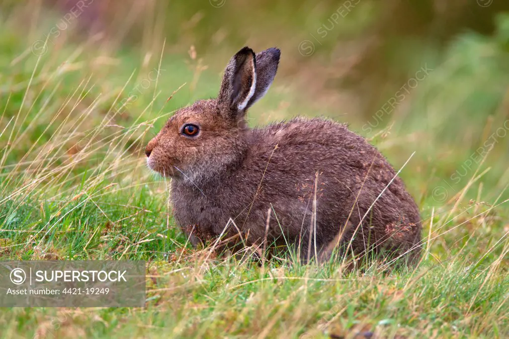 Mountain Hare (Lepus timidus) adult, sitting in grass on moorland, Lammermuir Hills, Scottish Borders, Scotland, september