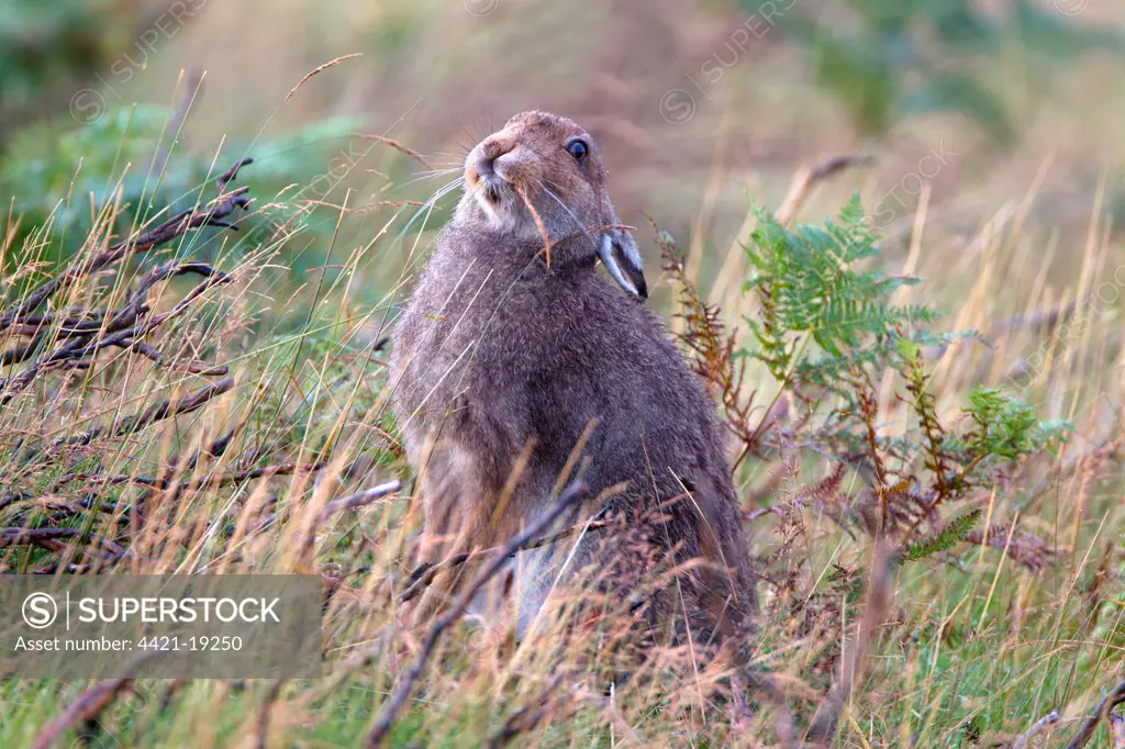 Mountain Hare (Lepus timidus) adult, feeding on grass seeds, sitting amongst burnt heather and bracken on moorland, Lammermuir Hills, Scottish Borders, Scotland, september