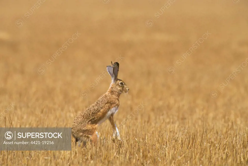 Iberian Hare (Lepus granatensis) adult, alert, standing on hind legs in stubble field, Spain
