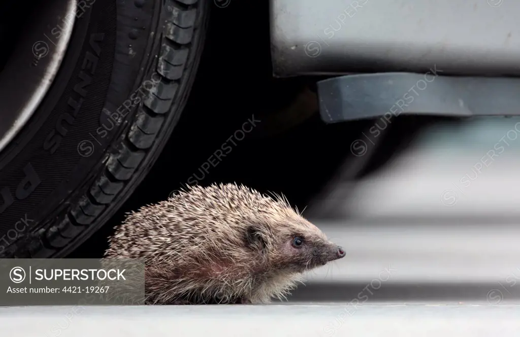 European Hedgehog (Erinaceus europaeus) adult, under car wheel in carpark, Sheffield, South Yorkshire, England