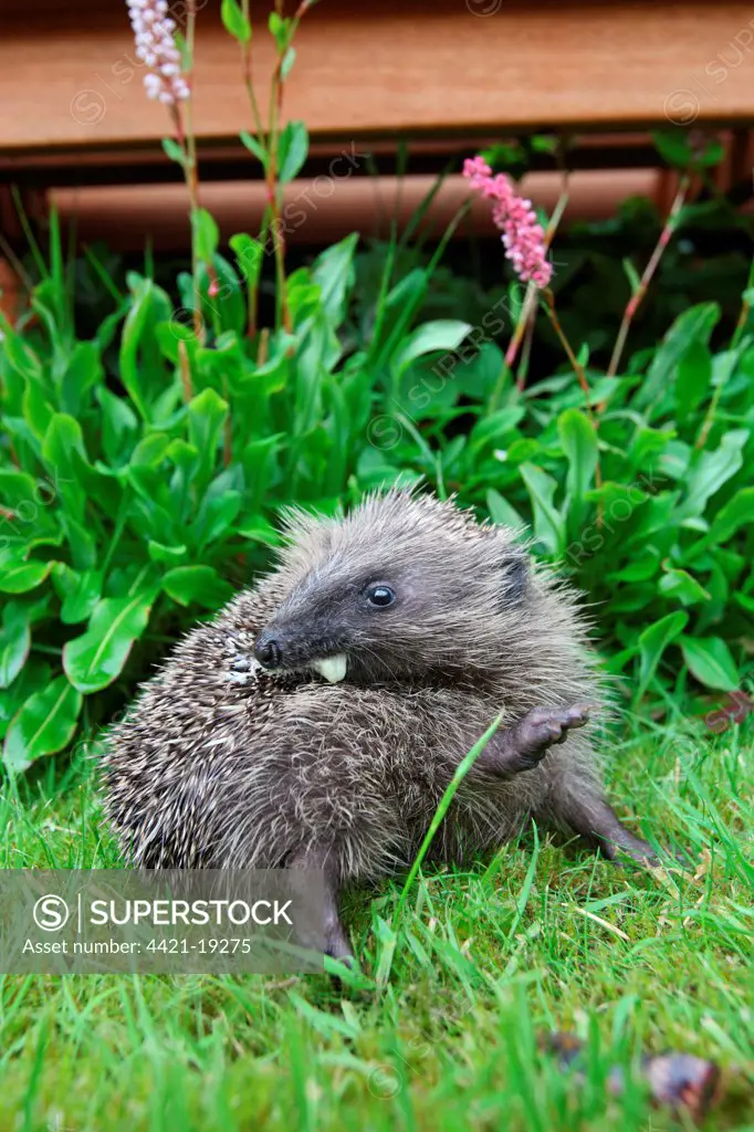 European Hedgehog (Erinaceus europaeus) young, anointing itself with saliva froth, in garden, Sheffield, South Yorkshire, England