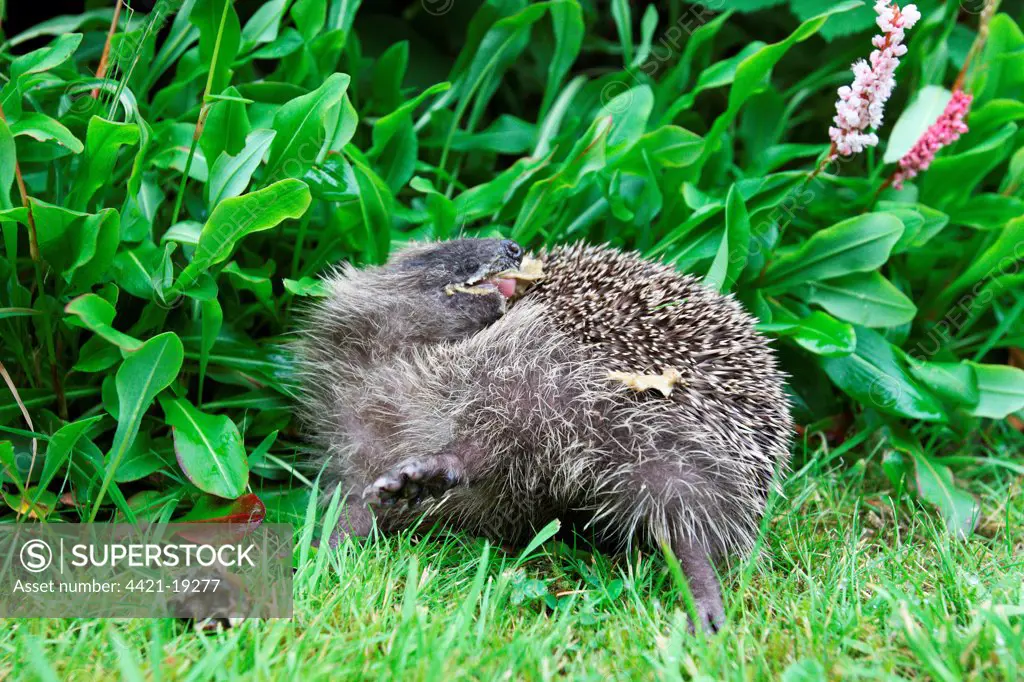 European Hedgehog (Erinaceus europaeus) young, anointing itself with saliva froth, in garden, Sheffield, South Yorkshire, England