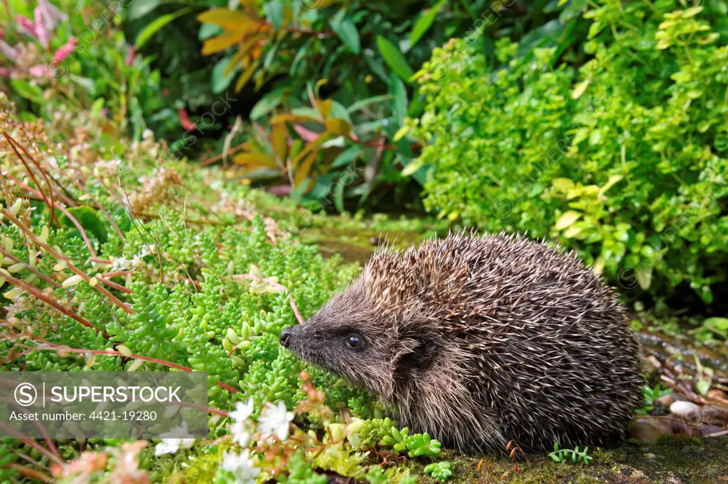 European Hedgehog (Erinaceus europaeus) adult, in garden habitat, Sheffield, South Yorkshire, England