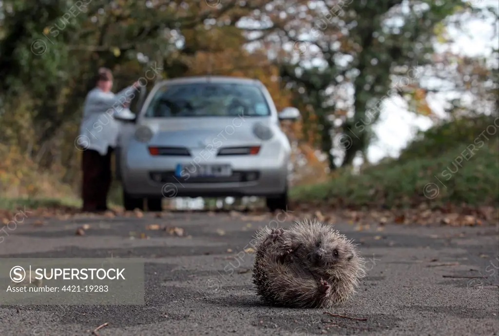 European Hedgehog (Erinaceus europaeus) adult, curled-up on road, with parked car and driver getting out, Sheffield, South Yorkshire, England