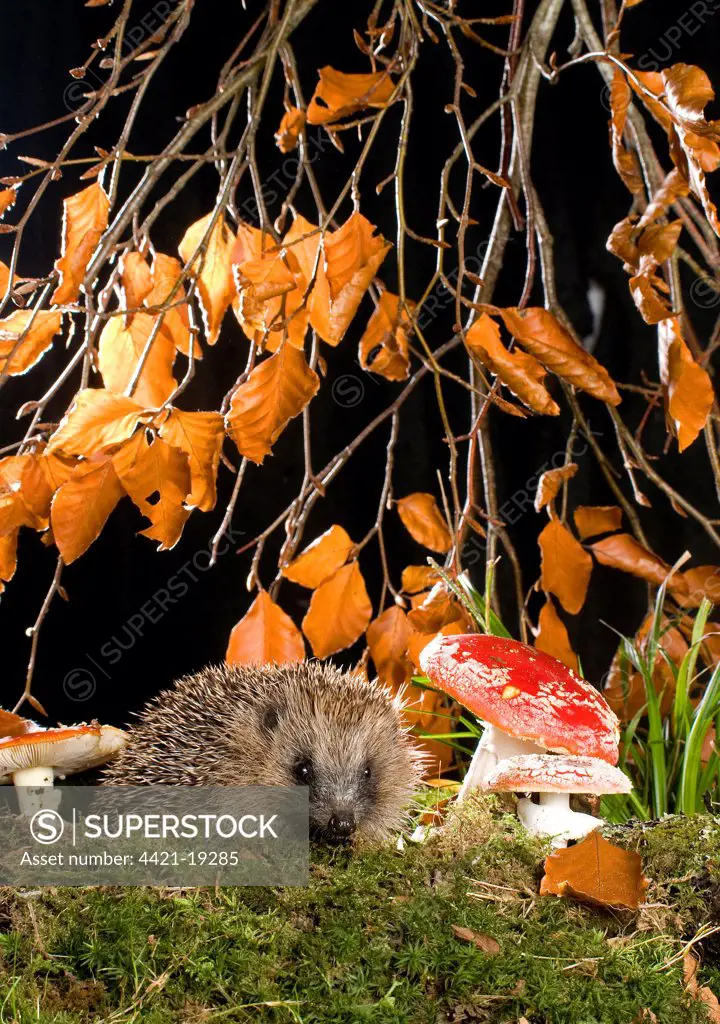 European Hedgehog (Erinaceus europaeus) adult, foraging beside Fly Agaric (Amanita muscaria) fungi, Sussex, England, autumn