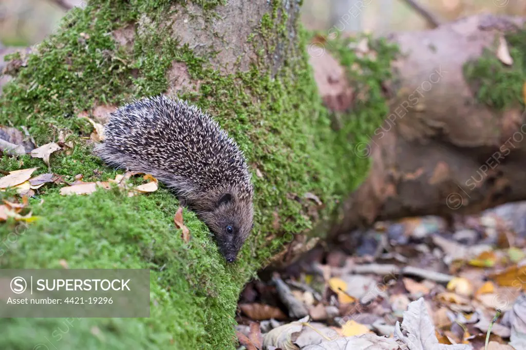 European Hedgehog (Erinaceus europaeus) young, on moss covered log in woodland, Norfolk, England, october