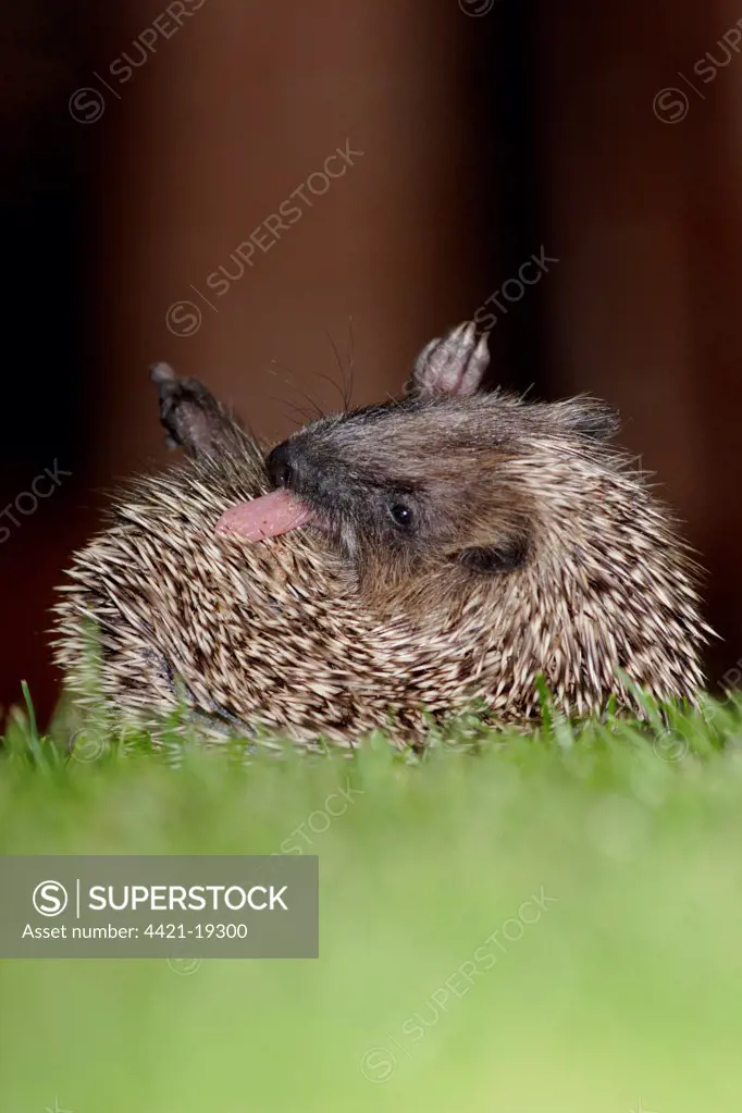 European Hedgehog (Erinaceus europaeus) young, anointing itself with saliva froth, on garden lawn at night, Yorkshire, England, september