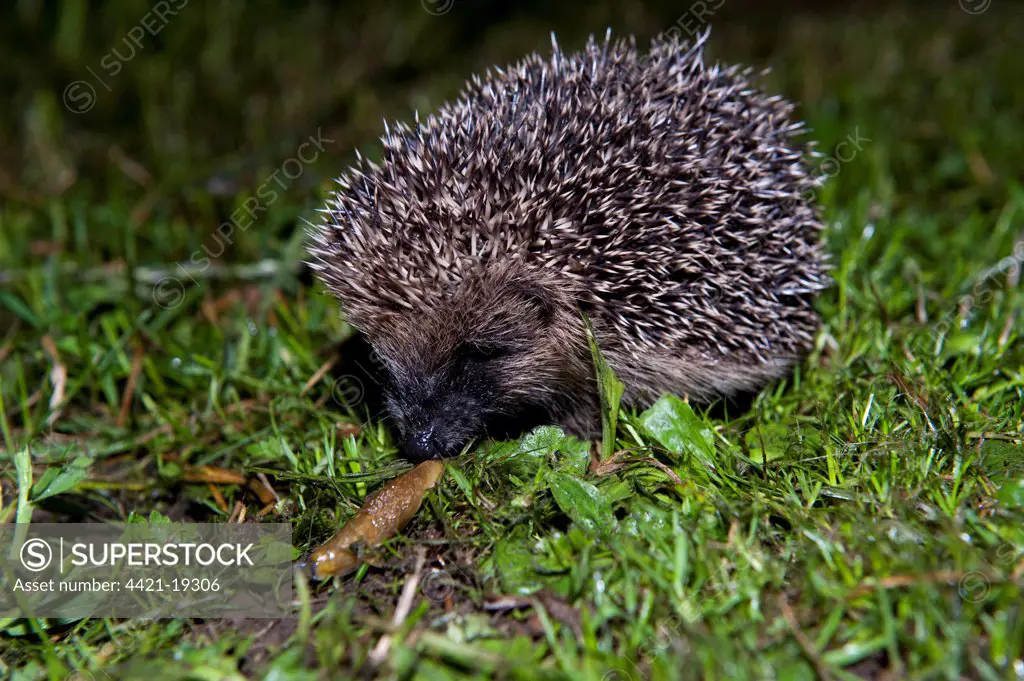 European Hedgehog (Erinaceus europaeus) young, feeding on slug in garden at night, England, june