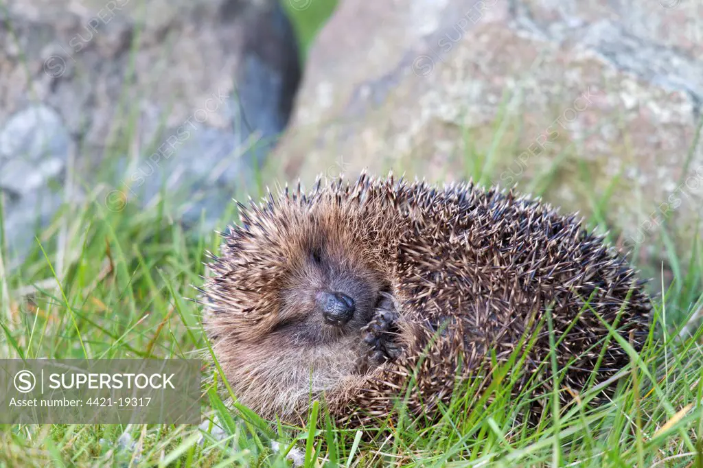 European Hedgehog (Erinaceus europaeus) adult, uncurling from defensive ball at base of drystone wall, Berwickshire, Scottish Borders, Scotland, may
