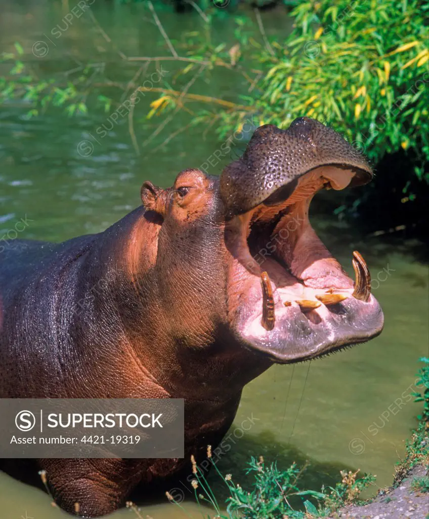 Hippopotamus (Hippopotamus amphibius) adult, with mouth wide open, standing in water