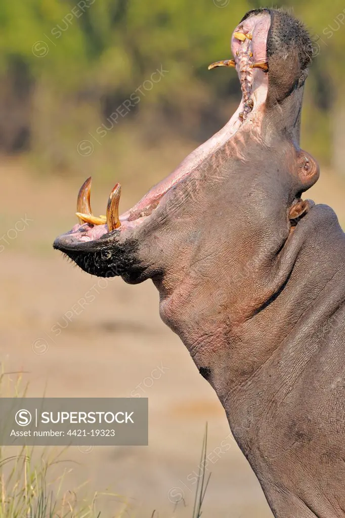 Hippopotamus (Hippopotamus amphibius) adult, yawning, close-up of head, Chobe N.P., Botswana