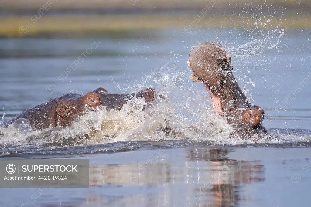 Hippopotamus (Hippopotamus amphibius) two adults, fighting in water, Chobe N.P., Botswana