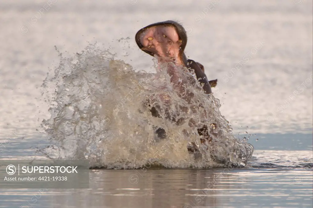 Hippopotamus (Hippopotamus amphibius) adult, in aggressive display, splashing water, Kwando, Linyanti, Botswana